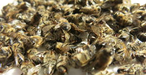 Як приймати бджолиний підмор при лікуванні і способи приготування препаратів