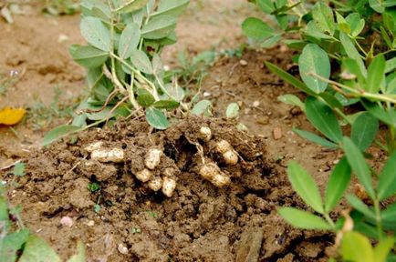 Як росте арахіс як вирощувати арахіс на городі в теплиці в середній смузі фото - eтепліца