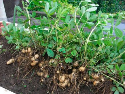 Cum cresc arahidele cum să crească arahidele într-o grădină într-o seră în banda de mijloc photo - eetplitsa
