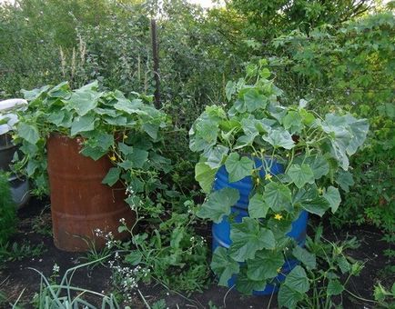 Як садити огірки - квартира і дача - популярний
