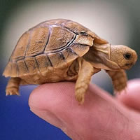 Hogyan lehet fenntartani és uhozhivat szárazföldi teknős otthon, otthon