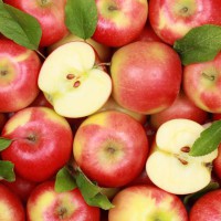 Hogyan tartsuk az alma a télen, hogyan kell tárolni, száraz és foszlány az almát