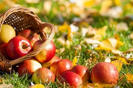 Cum să păstrați merele pentru iarnă cum să depozitați, să uscați și să reciclați merele