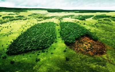 Hogyan lehet csökkenteni egy millió erdész a Kirovohrad keres erdőpusztításra