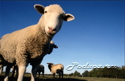 Як уберегти овець від хвороб органів травлення, підсобне господарство