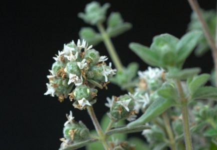 Cum se face marjoram, o fotografie a unei plante (cum flori, uscate)