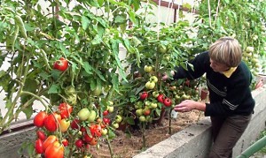 Як вирощувати помідори в теплиці відео