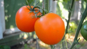 Як вирощувати помідори в теплиці відео