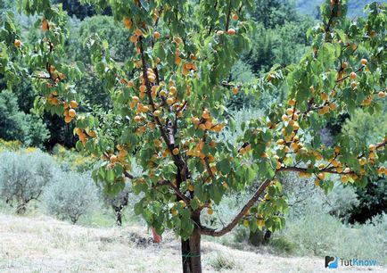 Cum să crească copac de caise de la un os la domiciliu - cum să crească caise de la