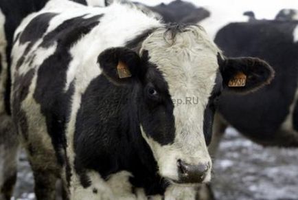 Hogyan nőnek tolochki jó, a magas hozamú tehén