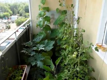 Cum să crească felii de dovlecei de plantare, în creștere și de îngrijire în continuare, inclusiv pe balcon, pe