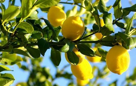 Hogyan növekszik a citrom egy kő