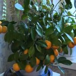 Cum să crești un mandarin acasă