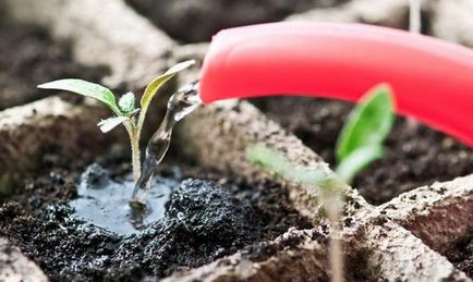 Як виростити розсаду з насіння в домашніх умовах