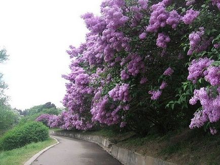 Cum să crească un liliac obișnuit, ls