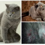Як вивести бліх у британського кота, кішки і кошенят