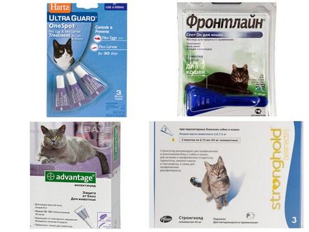 Cum să obțineți purici de la o pisică, pisici și pisici britanice