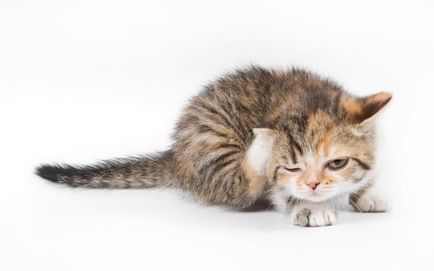 Cum să eliminați puricii dintr-un pisic la domiciliu folosind diverse mijloace