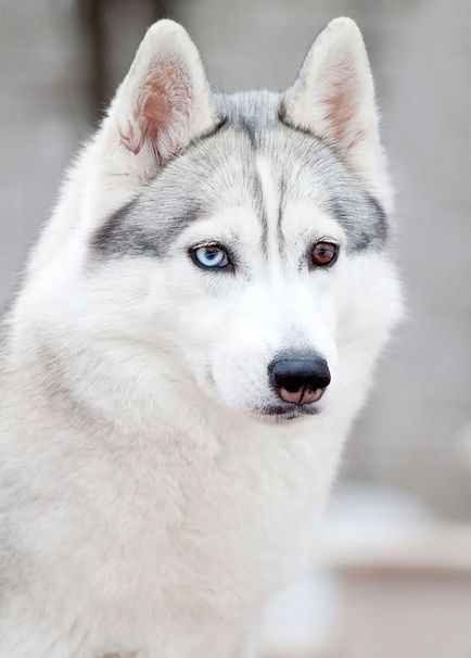 Cum sa faci bani prin cresterea cainilor sa te uiti la Husky