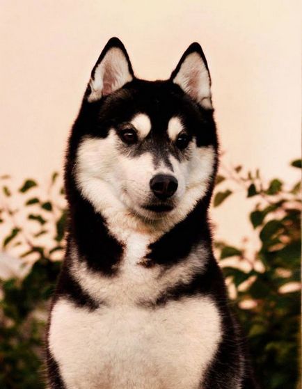 Cum sa faci bani prin cresterea cainilor sa te uiti la Husky