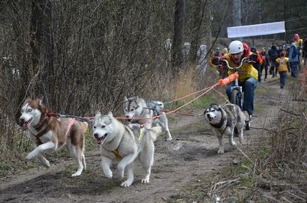 Hogyan lehet pénzt tenyészállat méregette Huskies