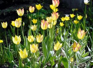 Як змусити тюльпани цвісти серед зими - дачні ідеї і досвід садівників