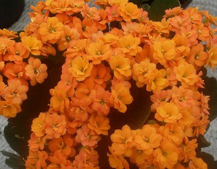 Kalanchoe Blossfeld