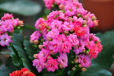 Kalanchoe Blossfeld