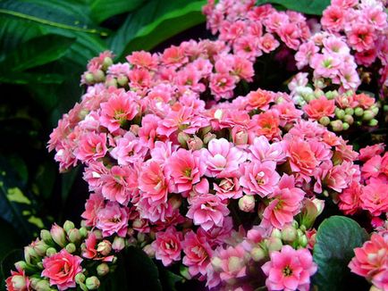 Kalanchoe Blossfeld