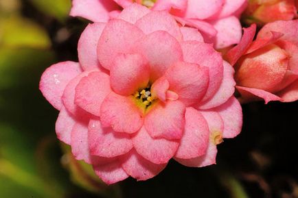 Kalanchoe Blossfeld