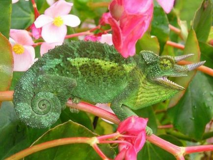 Kaleidoscopul unui chameleon cum și de ce se schimbă culoarea, articolele