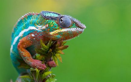 Калейдоскоп хамелеона як і навіщо він змінює колір, статті