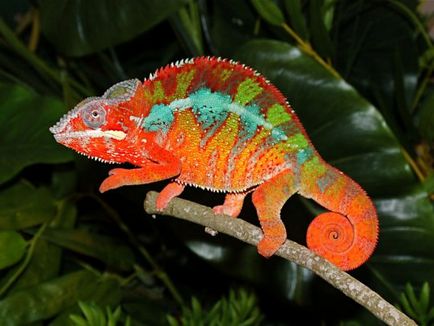 Kaleidoscopul unui chameleon cum și de ce se schimbă culoarea, articolele