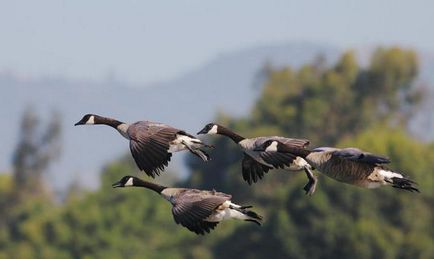 Canadian Breed Descrierea rasei și fotografiei