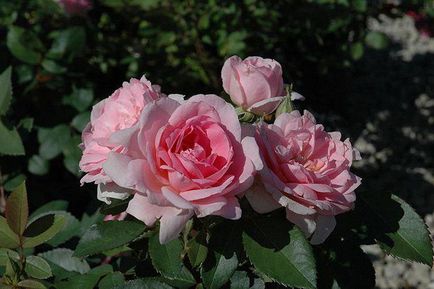 Canadian trandafir de o varietate, fotografie, descriere