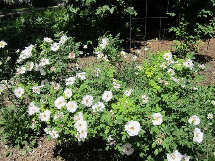 Kanadai rózsa fajták, fotó, leírás (Canadian Rose kanadai Rose fajták fotó leírás kanadai fajta rózsa) Kanadai rózsa fajták, fotó, leírás