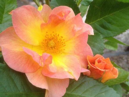 Canadian trandafir de o varietate, fotografie, descriere