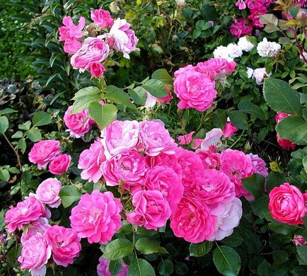Канадські паркові троянди сорту з фото і описами, відгуки про сортах