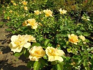 Канадські троянди найкращі морозостійкі сорти, опис, вирощування і догляд