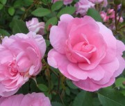 Canadian trandafiri cele mai bune soiuri rezistent la frig, descriere, cultivare și de îngrijire