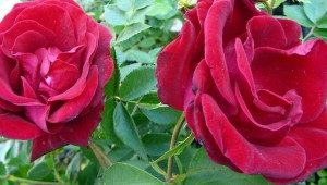 Canadian trandafiri cele mai bune soiuri rezistent la frig, descriere, cultivare și de îngrijire