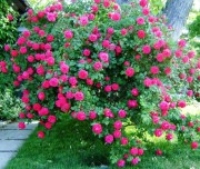 Kanadai fagyálló fajta a legjobb rózsák, leírás, termesztési és ápolási