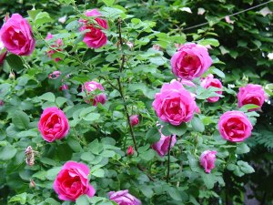 Канадската роза - засаждане и видео грижи, отглеждане на рози канадските