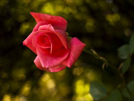 Kanadai rózsa palánta ültetés és gondozás Photo