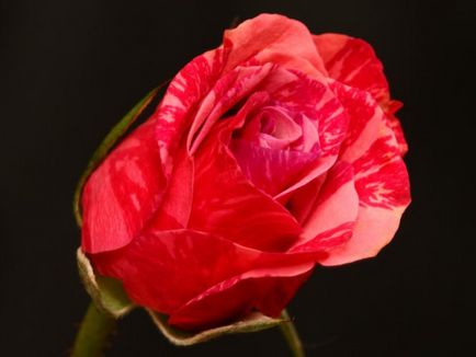 Канадські троянди саджанці для посадки і догляд фото