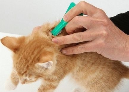 Picturi din purici pentru pisici pe mana si comentarii