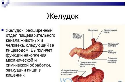 Кардіо зяє, що це - що таке недостатність кардії шлунка, базовий рефлекс - здоров'я інфо