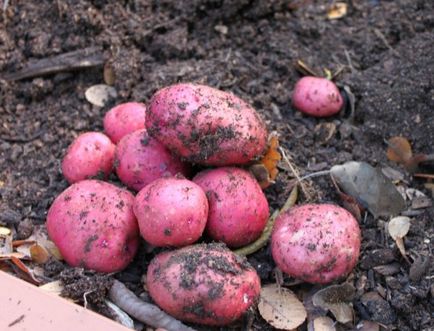 Картопля кримська троянда опис сорту, характеристика, фото
