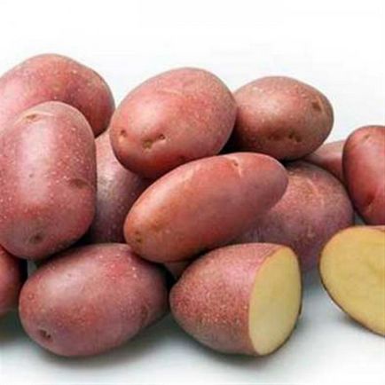 Cartofi Crimeea rosie Descrierea varietatii, caracteristica, fotografie