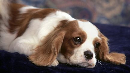 Cavalier King Charles Spaniel, rasa de animale domestice